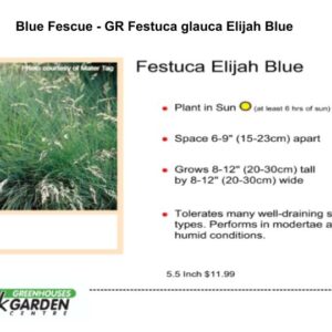 Blue Fescue - GR Festuca glauca Elijah Blue