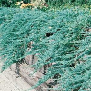 Blue Rug Juniper