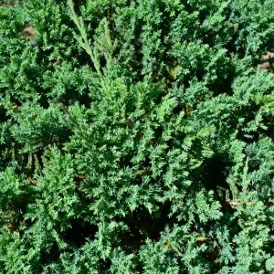Blue chip juniper std