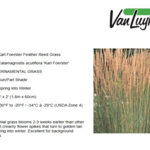 Calamagrostis a.'Karl Foerster'