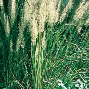 Calamagrostis brachytricha