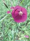 Callirhoe involucrata
