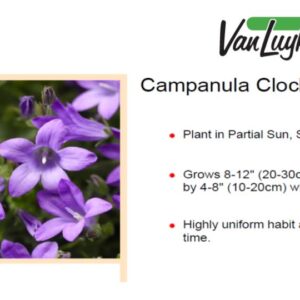 Campanula p.'Clockwise Deep Blue'