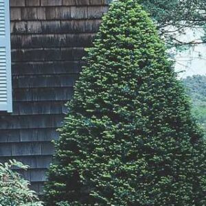 Capitata Yew