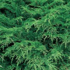 Celtic Pride Siberian Cypress