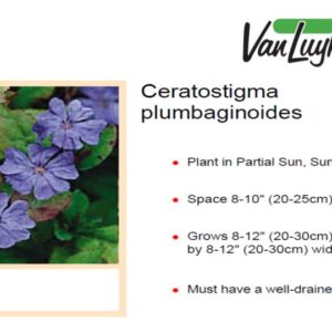 Ceratostigma plumbaginoides