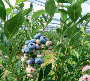 Chandler blueberry