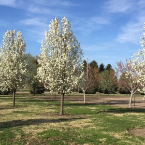 Chanticleer® Ornamental Pear