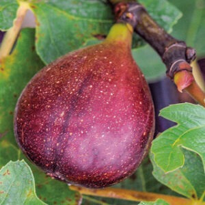 Chicago Hardy Fig Tree
