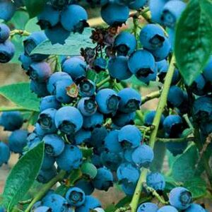 Chippewa Blueberry