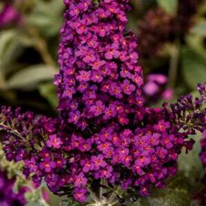 Chrysalis Cranberry Butterfly Bush