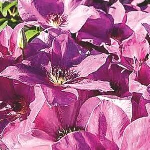Clematis Neva