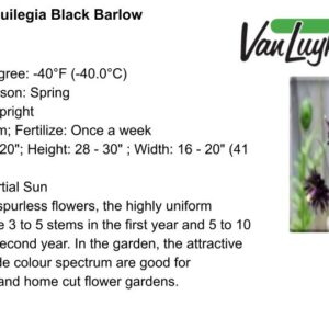 Columbine-Aquilegia Black Barlow