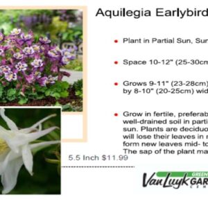 Columbine - Aquilegia Earlybird Purple