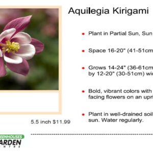 Columbine - Aquilegia Kirigami Rose Pink