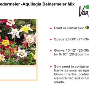 Columbine Biedermeier -Aquilegia Beidermeier Mix