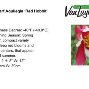 Aquilegia Red Hobbit
