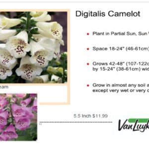 Common Foxglove - Digitalis Camelot Cream