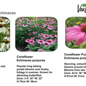 ConeFlower- Echinacea-Echinacea Alba