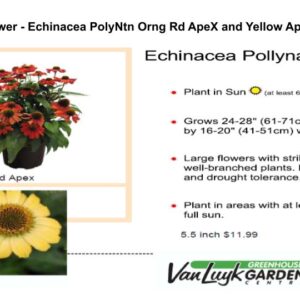 Coneflower - Echinacea PolyNtn Orng Rd ApeX
