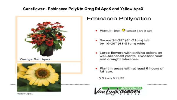 Coneflower - Echinacea PolyNtn Orng Rd ApeX