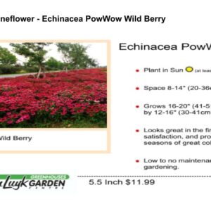 Coneflower - Echinacea PowWow Wild Berry