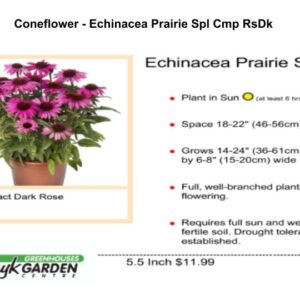Coneflower - Echinacea Prairie Spl Cmp RsDk