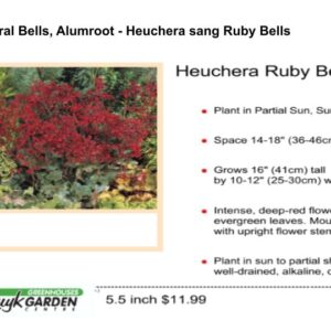 Coral Bells, Alumroot - Heuchera sang Ruby Bells