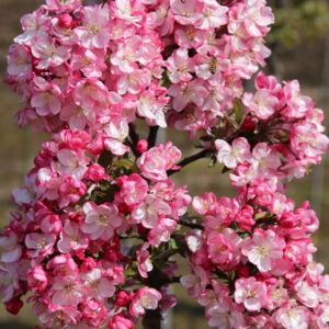 Coralburst® Crabapple