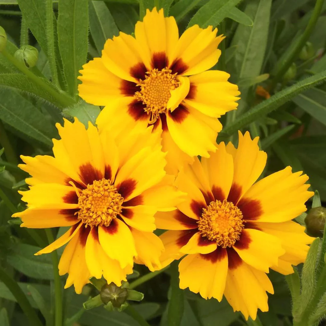 Coreopsis Baby Sun - VanLuyk Garden Centre