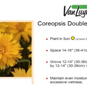 Coreopsis Double the Sun