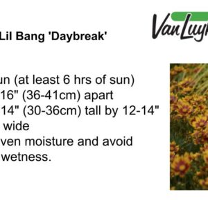 Coreopsis Lil Bang 'Daybreak'