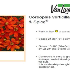 Coreopsis Sizzle & Spice 'Crazy Cayenne'