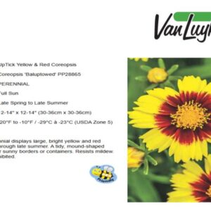 Coreopsis 'UpTick Yellow & Red'