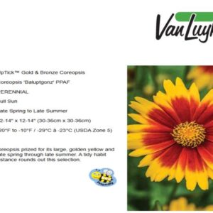 Coreopsis 'UpTick Gold & Bronze'