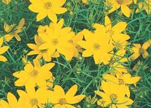 Coreopsis a.'Zagreb'
