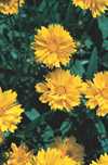 Coreopsis lanceolata