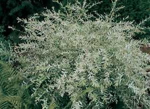 Dappled Willow