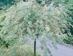 Dappled Willow Std