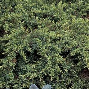 Daub’s Frosted Juniper std