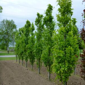 Dawyck Green Beech
