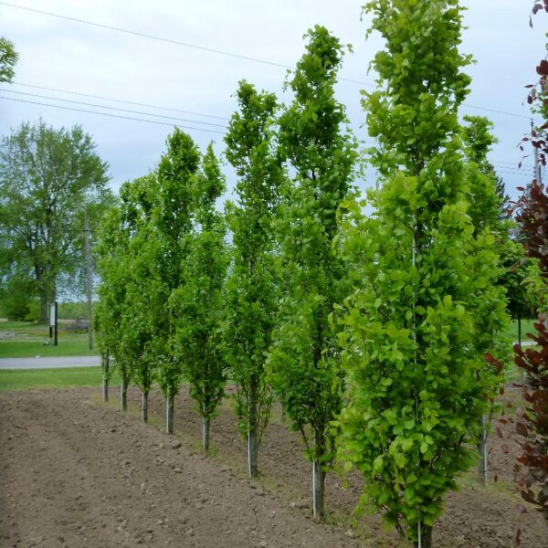 Dawyck Green Beech