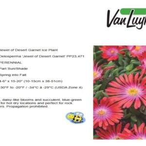 Delosperma 'Jewel of Desert Peridot'