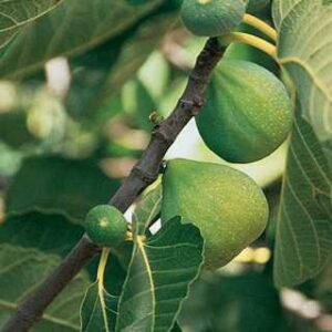 Desert King Fig
