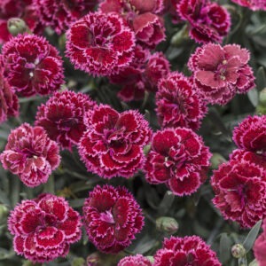 Dianthus 'Black Cherry Frost' Fruit Punch Series PW