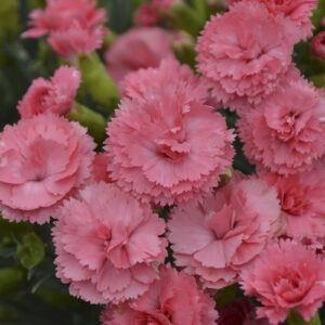 Dianthus 'Classic Coral' Fruit Punch Series PW