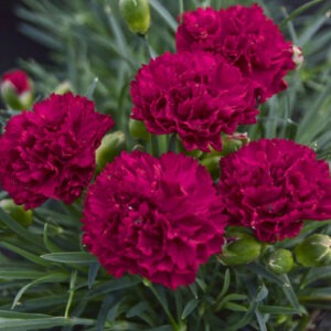 Dianthus 'Cranberry Cocktail' Fruit Punch Series PW
