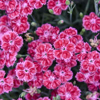 Dianthus 'Lip Gloss' Single Ladies Series