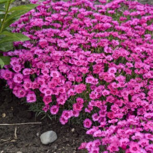 Dianthus 'Paint the Town Fancy' PW