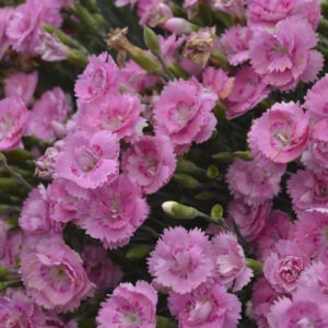 Dianthus 'Sweetie Pie' Fruit Punch Series PW